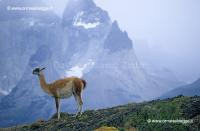 Guanaco 27-23-03